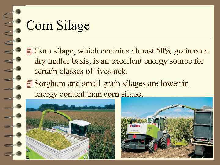 Corn Silage 4 Corn silage, which contains almost 50% grain on a dry matter