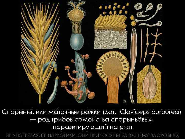 Спорынья , или ма точные ро жки (лат. Claviceps purpurea) — род грибов семейства