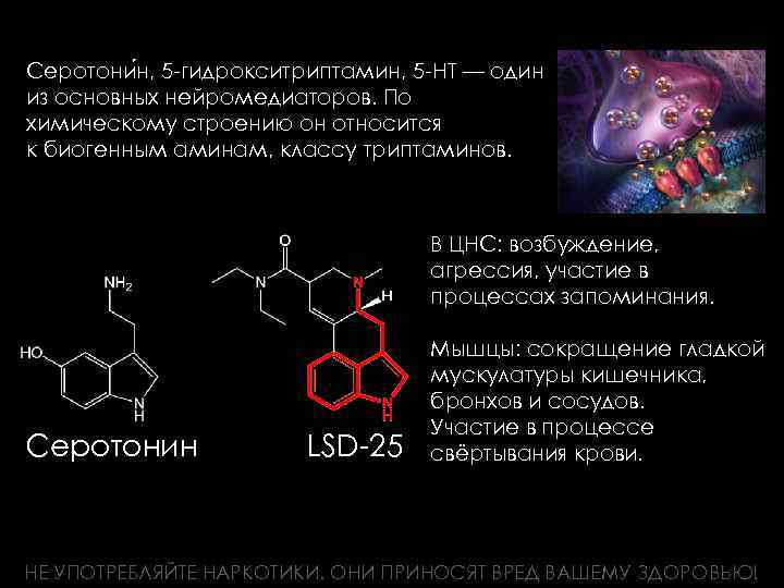 Серотони н, 5 -гидрокситриптамин, 5 -НТ — один из основных нейромедиаторов. По химическому строению
