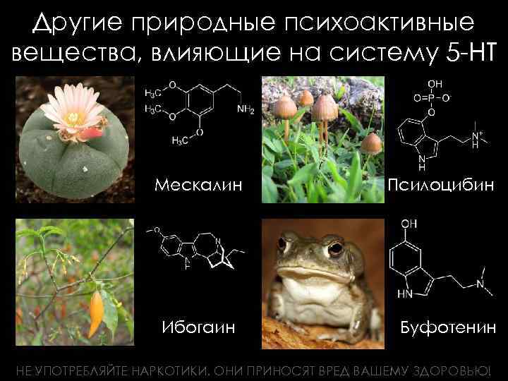 Другие природные психоактивные вещества, влияющие на систему 5 -НТ Мескалин Ибогаин Псилоцибин Буфотенин НЕ