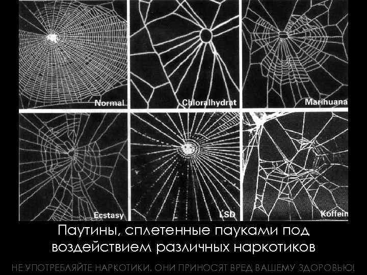 Паутины, сплетенные пауками под воздействием различных наркотиков НЕ УПОТРЕБЛЯЙТЕ НАРКОТИКИ. ОНИ ПРИНОСЯТ ВРЕД ВАШЕМУ