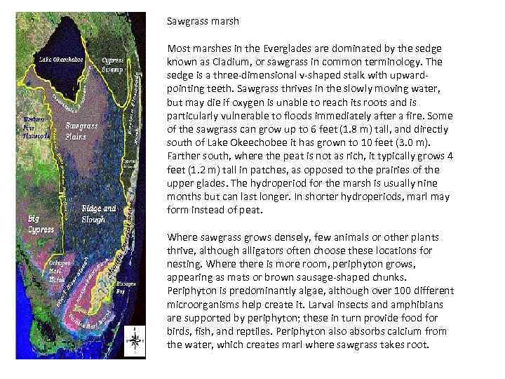 Sawgrass marsh Most marshes in the Everglades are dominated by the sedge known as