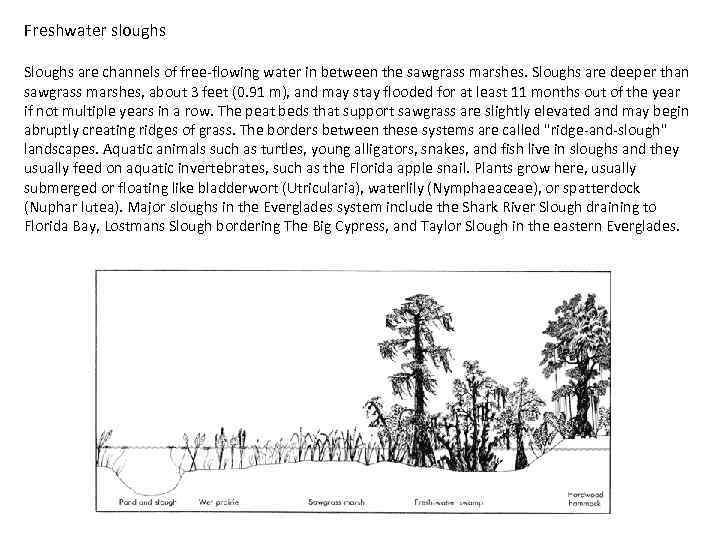 Freshwater sloughs Sloughs are channels of free-flowing water in between the sawgrass marshes. Sloughs