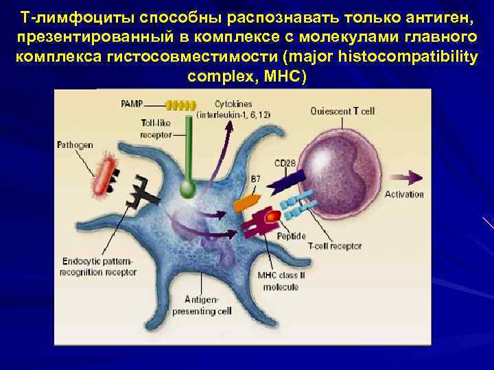 Клеточный иммунитет схема