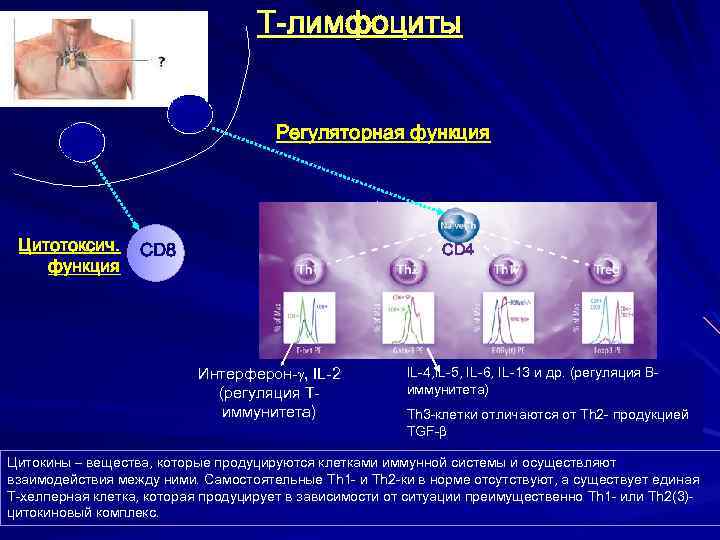 Зрелые Т-лимфоциты, покидающие тимус T-лимфоциты Тимус Регуляторная функция Цитотоксич. функция CD 8 CD 4