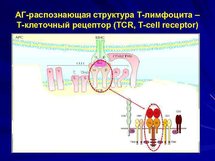 АГ-распознающая структура Т-лимфоцита – Т-клеточный рецептор (TCR, T-cell receptor) 