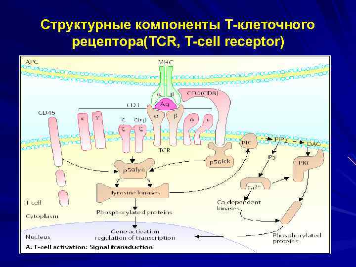 Рецепторы клеток биология