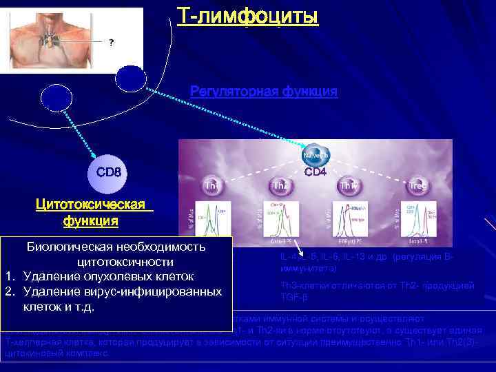Зрелые Т-лимфоциты, покидающие тимус T-лимфоциты Тимус Регуляторная функция CD 8 Цитотоксическая функция CD 4