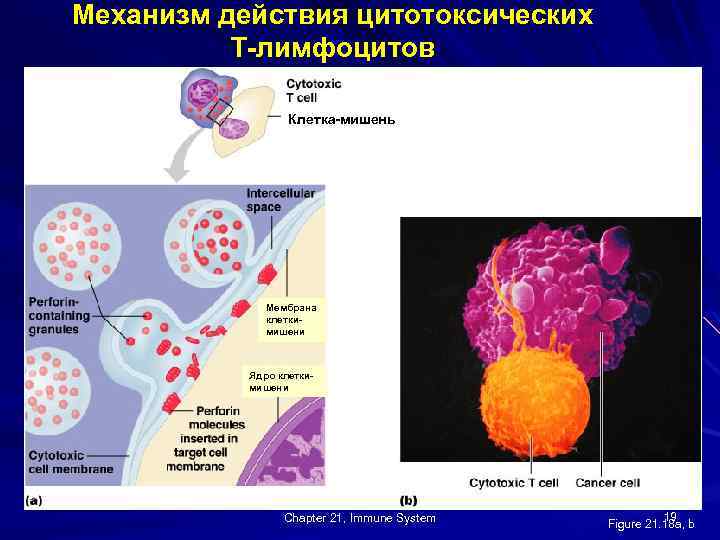 Выработка т лимфоцитов. Основные функции цитотоксических лимфоцитов (cd8-лимфоцитов):. Механизм цитотоксического действия т-лимфоцитов. Механизм действия т киллеров. Механизмы цитотоксичности т-киллеров.