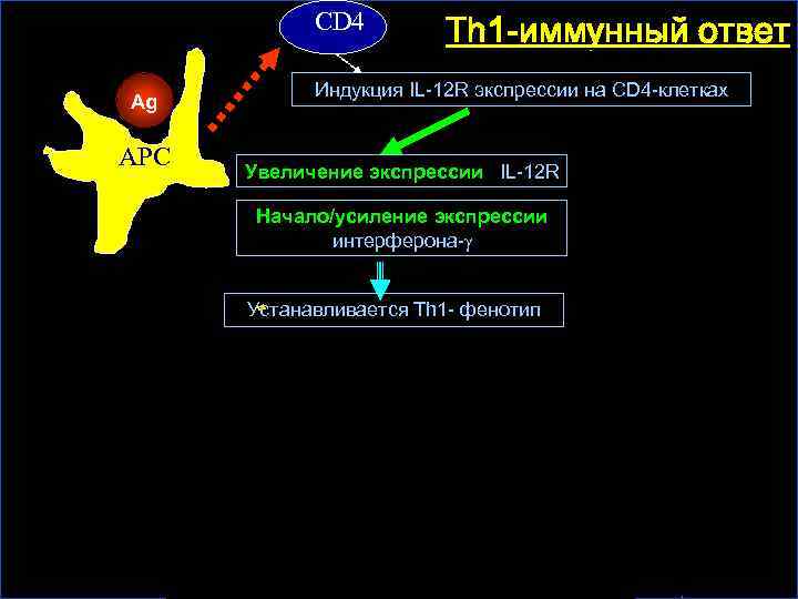 CD 4 Th 1 -иммунный ответ Индукция IL-12 R экспрессии на CD 4 -клетках
