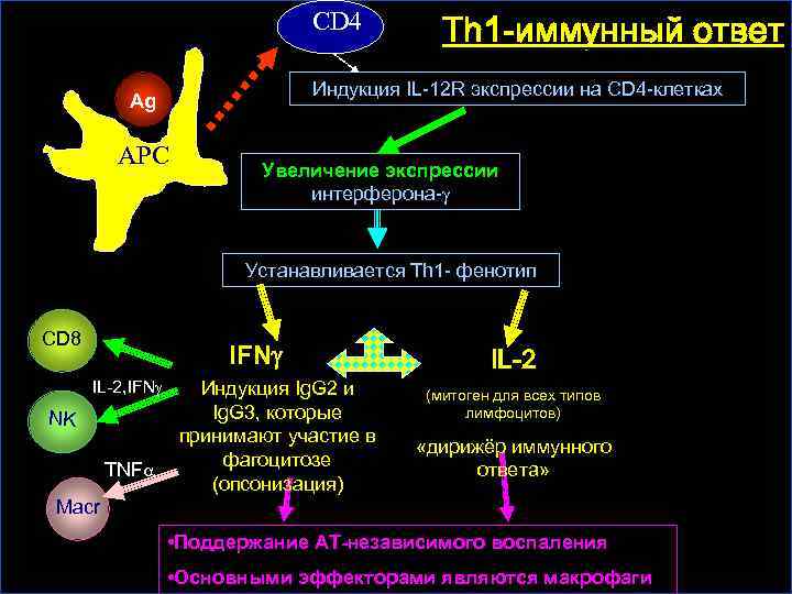 Схема th1 ответа