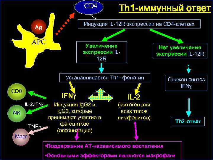 Супрессия иммунного ответа. Клеточный иммунный ответ th1. Th1 и th2 пути иммунного. Схема th1 иммунного ответа. Th1 зависимый иммунный ответ.