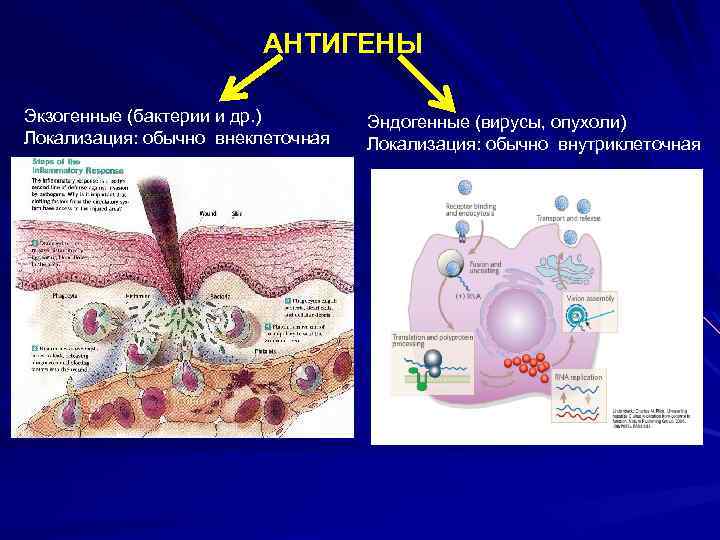 Механизм процессинга и презентации экзогенных и эндогенных антигенов