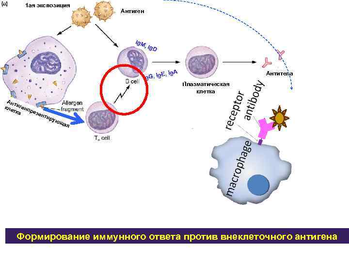 17 взаимодействие клеток в иммунном ответе трехклеточная схема кооперации