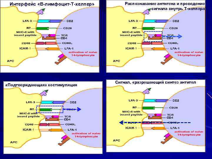 Интерфейс «В-лимфоцит-Т-хелпер» «Подтверждающая» костимуляция Распознавание антигена и проведение сигнала внутрь Т-хелпера Сигнал, «разрешающий синтез
