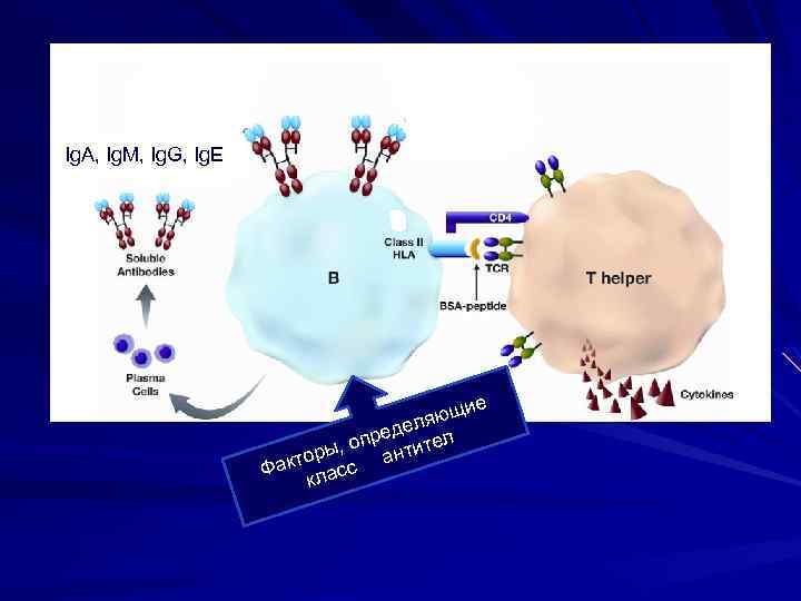 Ig. A, Ig. M, Ig. G, Ig. E щие яю едел ел пр ы,