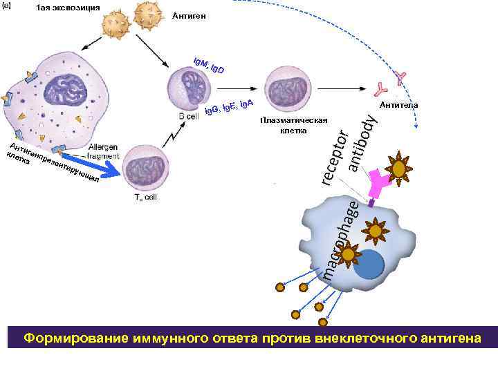 1 ая экспозиция Антиген Ig. M , Ig D E, Ig. A Ig. G,