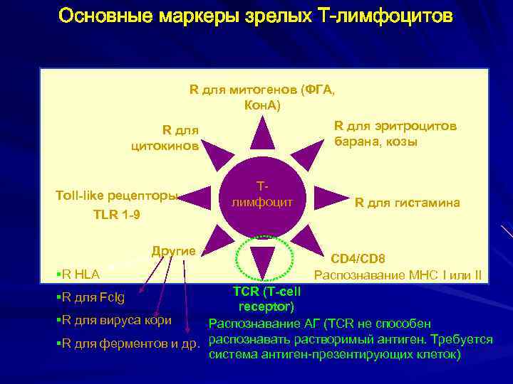Основные маркеры зрелых Т-лимфоцитов R для митогенов (ФГА, Кон. А) R для эритроцитов барана,