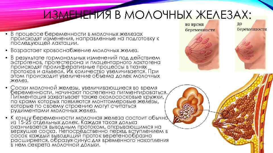 ИЗМЕНЕНИЯ В МОЛОЧНЫХ ЖЕЛЕЗАХ: • В процессе беременности в молочных железах происходят изменения, направленные