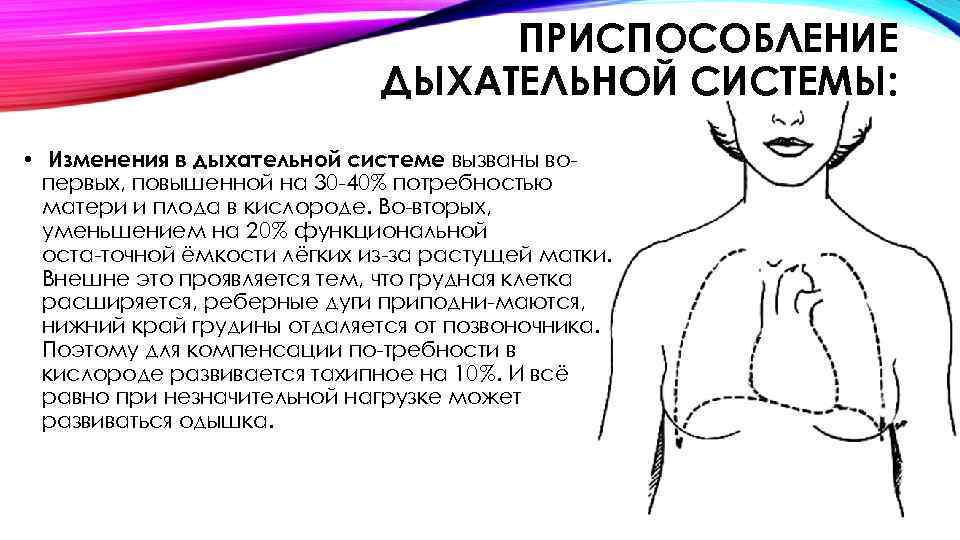 ПРИСПОСОБЛЕНИЕ ДЫХАТЕЛЬНОЙ СИСТЕМЫ: • Изменения в дыхательной системе вызваны во первых, повышенной на 30