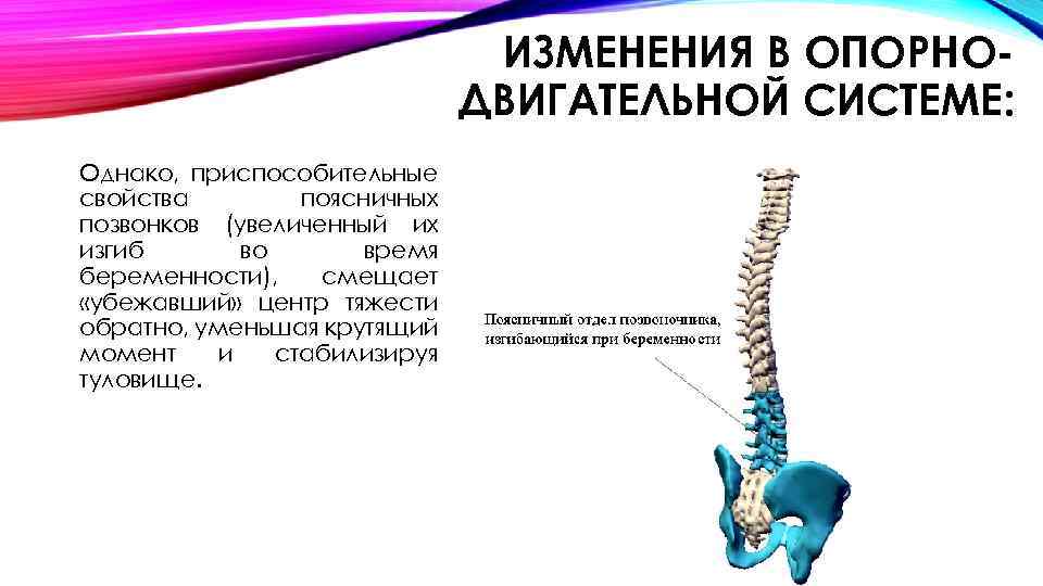 Изменения в организме женщины во время беременности презентация