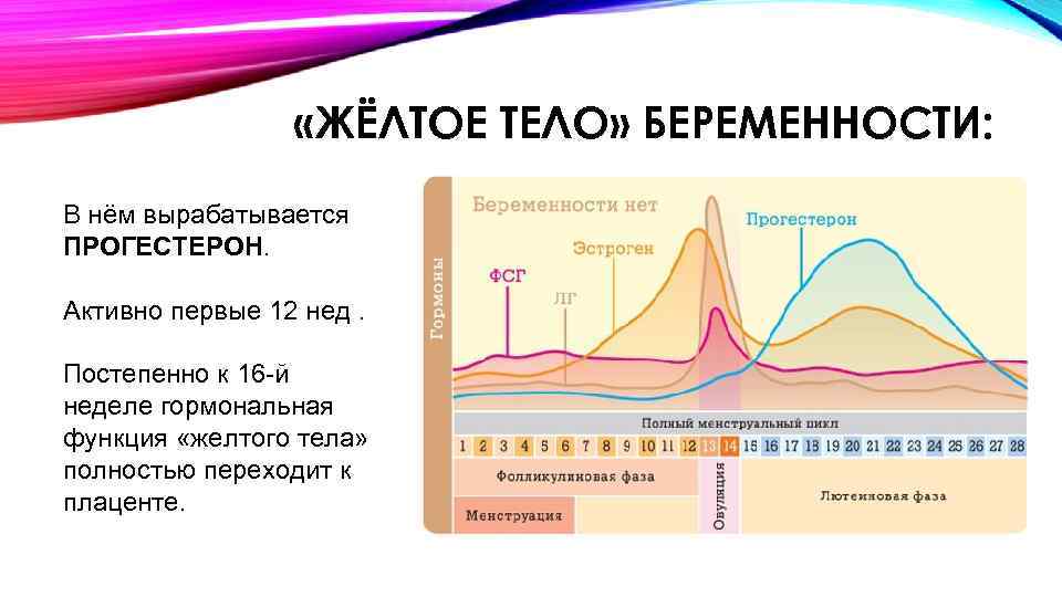  «ЖЁЛТОЕ ТЕЛО» БЕРЕМЕННОСТИ: В нём вырабатывается ПРОГЕСТЕРОН. Активно первые 12 нед. Постепенно к