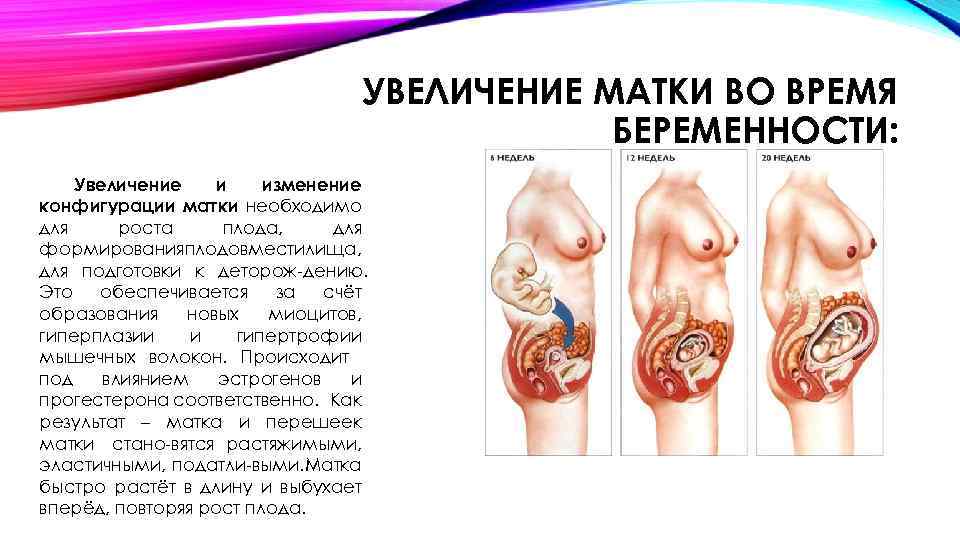 УВЕЛИЧЕНИЕ МАТКИ ВО ВРЕМЯ БЕРЕМЕННОСТИ: Увеличение и изменение конфигурации матки необходимо для роста плода,