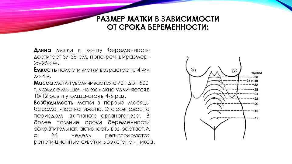РАЗМЕР МАТКИ В ЗАВИСИМОСТИ ОТ СРОКА БЕРЕМЕННОСТИ: Длина матки к концу беременности достигает 37