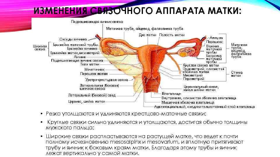 ИЗМЕНЕНИЯ СВЯЗОЧНОГО АППАРАТА МАТКИ: • Резко утолщаются и удлиняются крестцово маточные связки; • Круглые