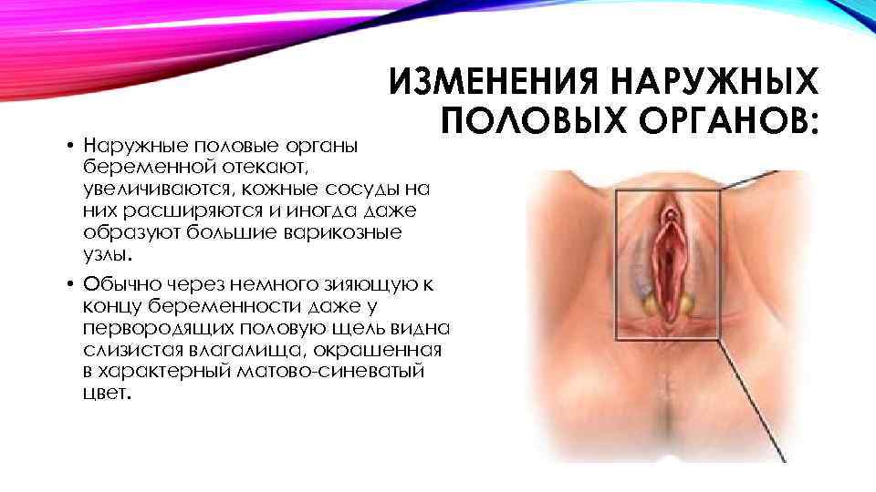 ИЗМЕНЕНИЯ НАРУЖНЫХ ПОЛОВЫХ ОРГАНОВ: • Наружные половые органы беременной отекают, увеличиваются, кожные сосуды на