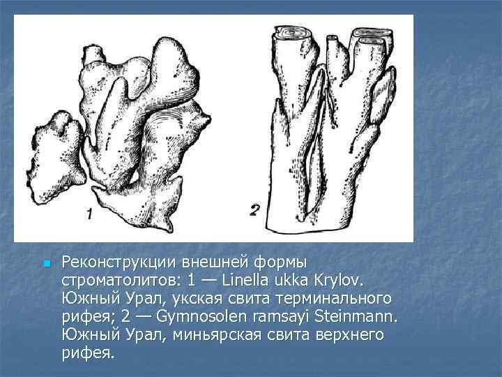 n Реконструкции внешней формы строматолитов: 1 — Linella ukka Krylov. Южный Урал, укская свита