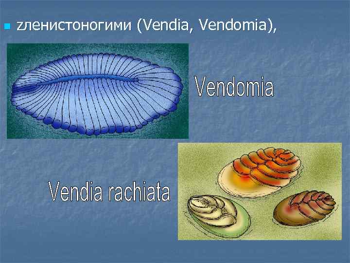 n zленистоногими (Vendia, Vendomia), 