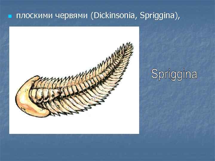 n плоскими червями (Dickinsonia, Spriggina), 