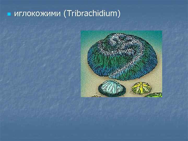 n иглокожими (Tribrachidium) 