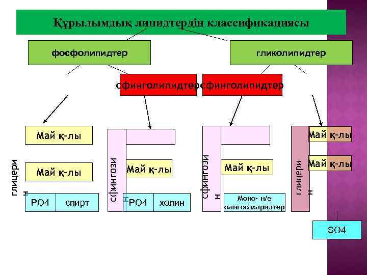 Құрылымдық липидтердің классификациясы фосфолипидтер гликолипидтер сфинголипидтер Май қ-лы РО 4 спирт РО 4 холин