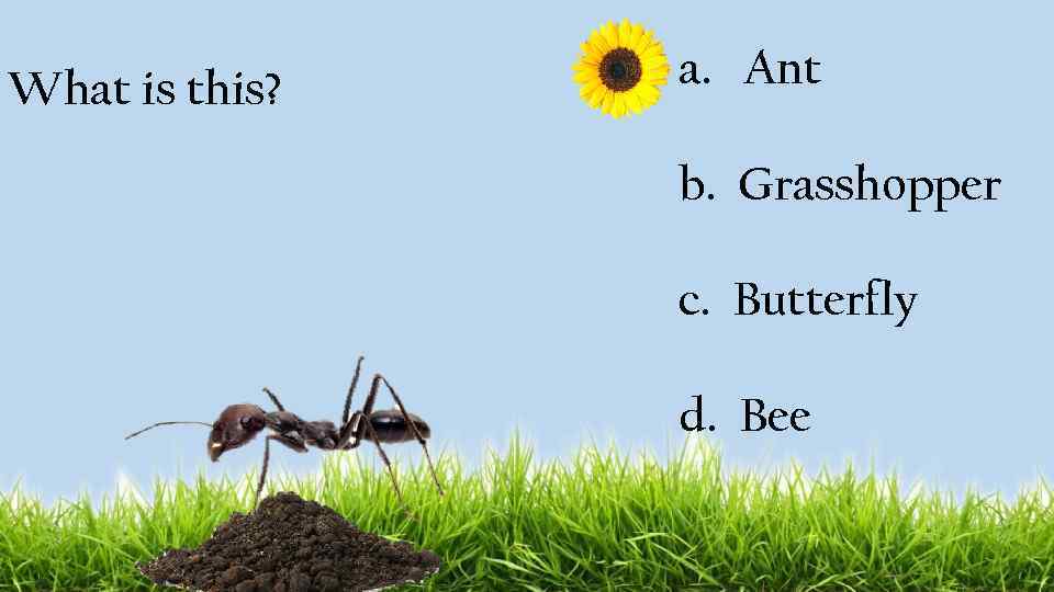 What is this? a. Ant b. Grasshopper c. Butterfly d. Bee 