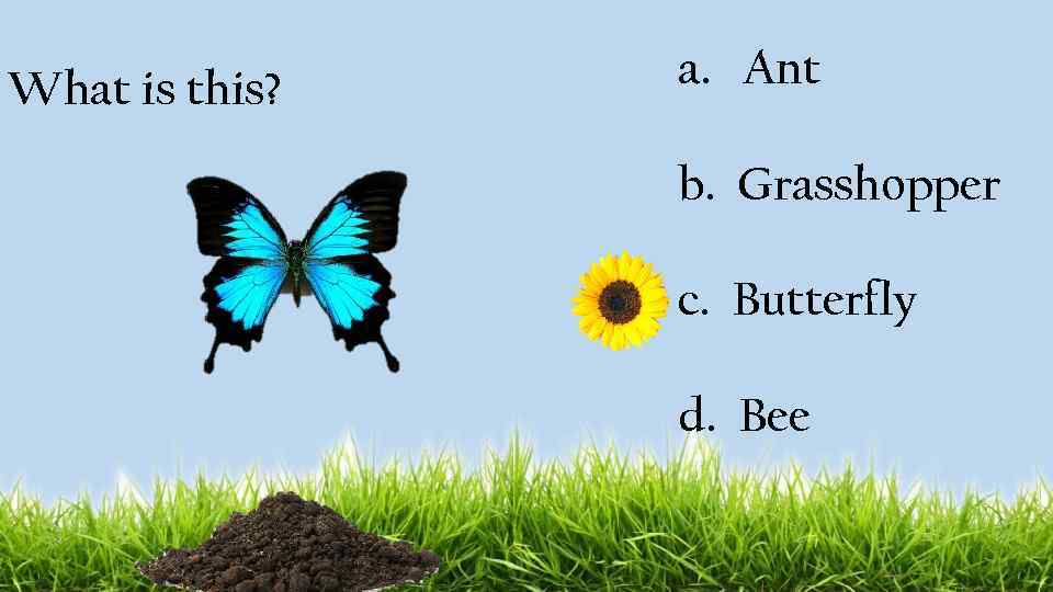 What is this? a. Ant b. Grasshopper c. Butterfly d. Bee 