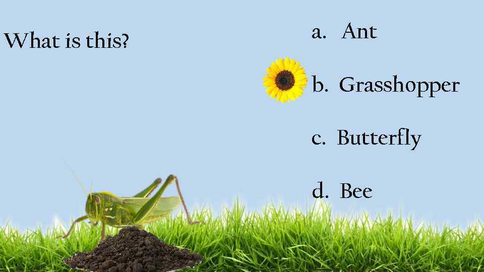 What is this? a. Ant b. Grasshopper c. Butterfly d. Bee 