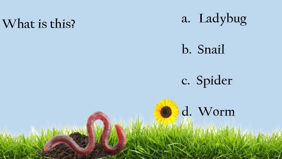 What is this? a. Ladybug b. Snail c. Spider d. Worm 