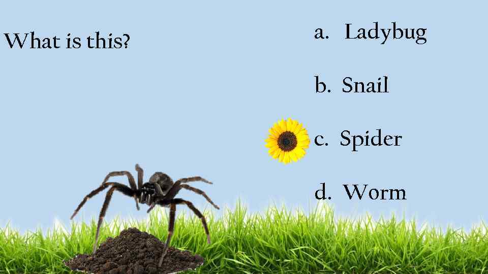 What is this? a. Ladybug b. Snail c. Spider d. Worm 