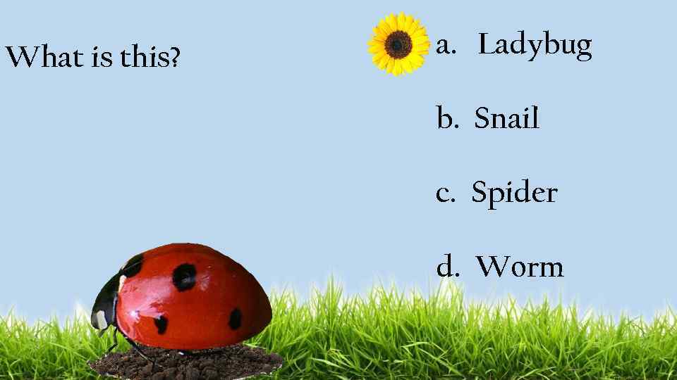 What is this? a. Ladybug b. Snail c. Spider d. Worm 