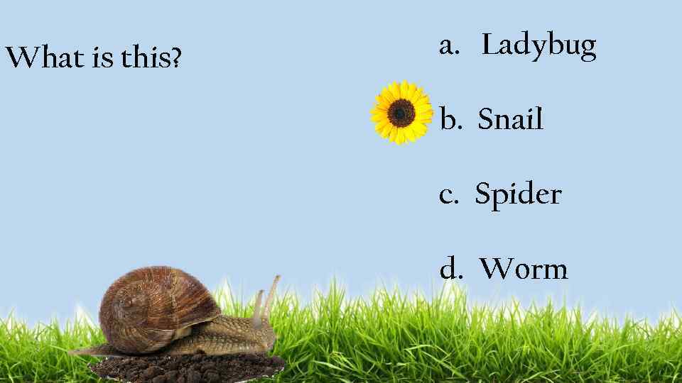 What is this? a. Ladybug b. Snail c. Spider d. Worm 