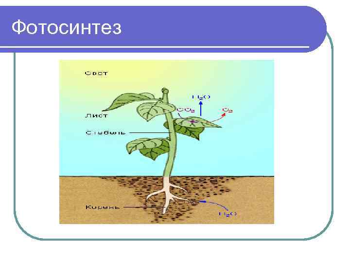 Фотосинтез 