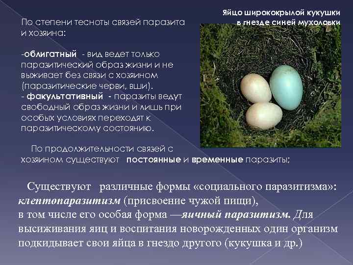 По степени тесноты связей паразита и хозяина: Яйцо ширококрылой кукушки в гнезде синей мухоловки