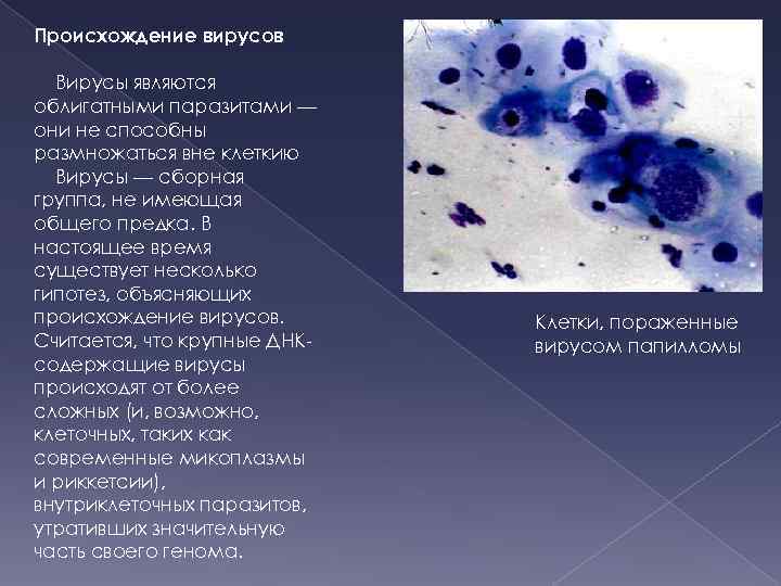 Происхождение вирусов Вирусы являются облигатными паразитами — они не способны размножаться вне клеткию Вирусы