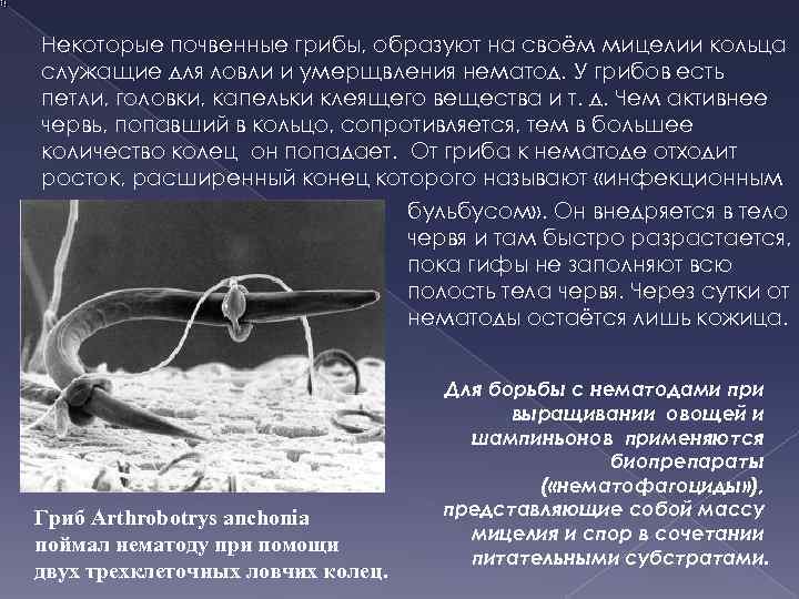 Некоторые почвенные грибы, образуют на своём мицелии кольца служащие для ловли и умерщвления нематод.