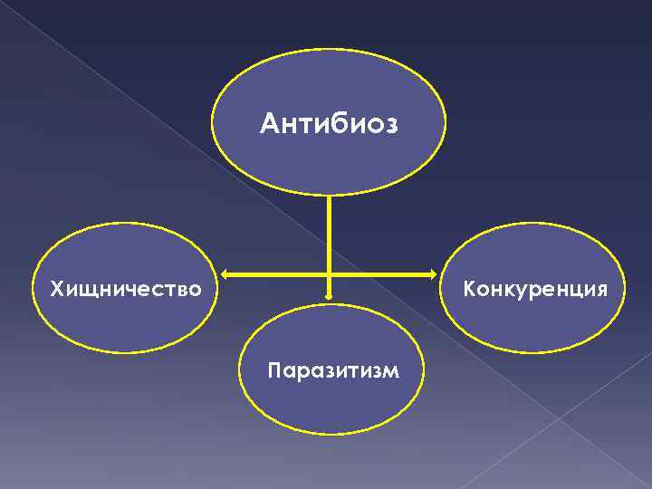 Антибиотические отношения презентация 11 класс