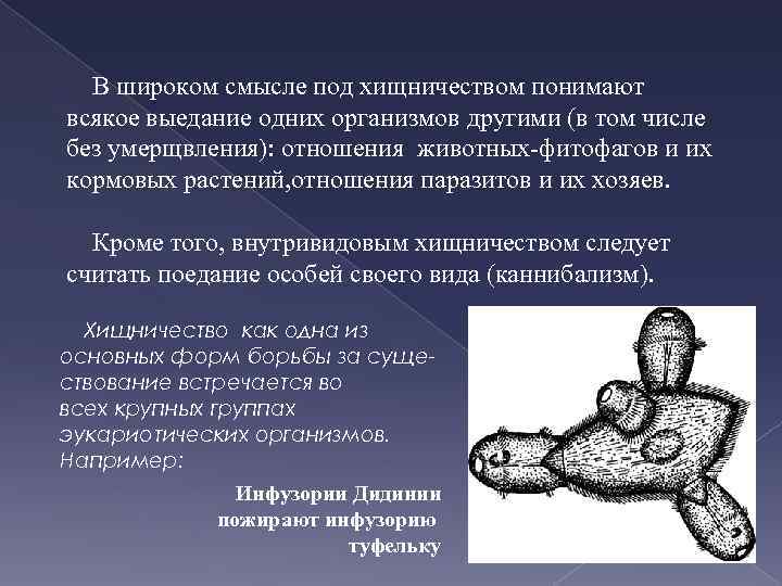  В широком смысле под хищничеством понимают всякое выедание одних организмов другими (в том