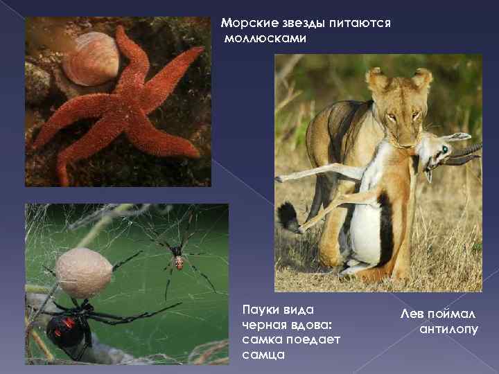 Морские звезды питаются моллюсками Пауки вида черная вдова: самка поедает самца Лев поймал антилопу