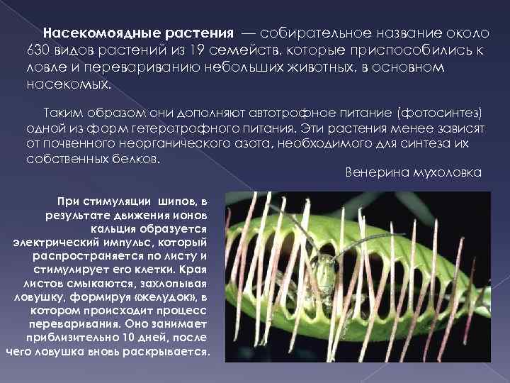 Насекомоядные растения — собирательное название около 630 видов растений из 19 семейств, которые приспособились